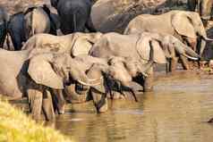 令人惊异的关闭巨大的大象集团穿越水域非洲河
