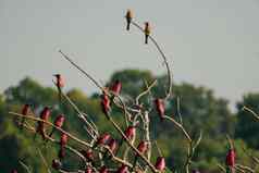 特写镜头胭脂食蜂鸟群休息树