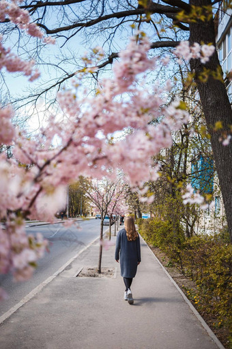 <strong>樱花</strong>分支机构花树城市街道快乐女人女孩灰色的调色板走小巷盛开的<strong>樱花</strong>华丽的花俏的女孩在户外<strong>樱花</strong>树盛开的