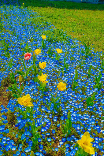 尼莫菲拉郁金香花床上葛西溜冰场公园