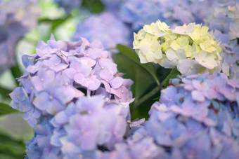 新鲜的绣球花光白色蓝色的花模糊背景