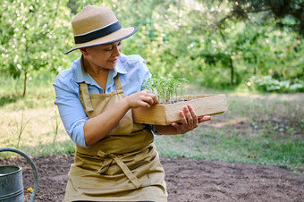 拉美裔漂亮的女人生态农民检查番茄幼苗木盒子工作有机蔬菜花园