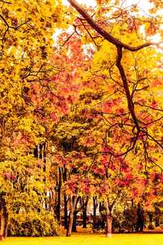 美丽的秋天景观背景古董自然场景秋天季节