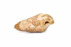 海洋化石贝壳孤立的白色背景石化贝壳