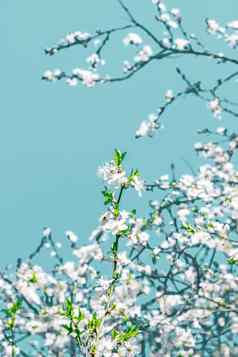 花摘要艺术绿松石背景古董樱桃花自然背景奢侈品假期设计