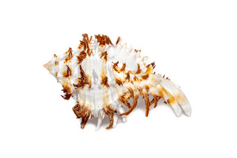 图像chicoreusramosus<strong>海贝</strong>常见的拉莫斯骨螺支骨螺白色背景<strong>海贝</strong>壳<strong>海</strong>底动物