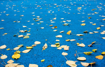 下降黄色的秋天叶子痕迹雨滴反射树水坑城市沃罗涅日俄罗斯