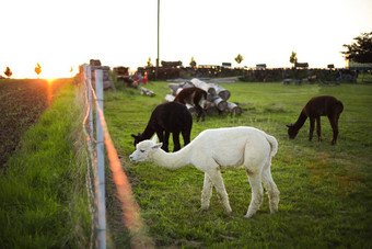 白色羊驼农场日落灯农场时装生活