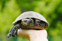 女人持有小乌龟手乌龟自然使优点