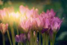 盛开的紫色的番红花花园射线太阳