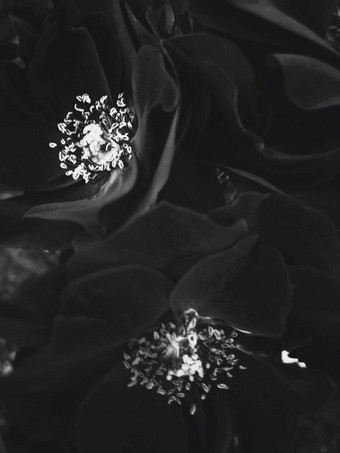 黑色的盛开的花园玫瑰花日落花美背景