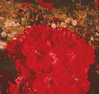 红色的盛开的花园玫瑰花日落花美背景