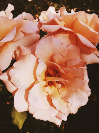 美妙的盛开的玫瑰花日落花美背景