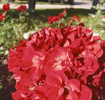 红色的盛开的花园玫瑰花日落花美背景