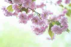 日本樱花花分支樱花花樱桃开花粉红色的春天