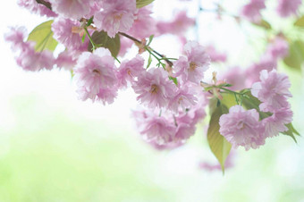 日本樱花花分支樱花花樱桃开花粉红色的春天