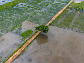 空中视图大米字段农业区域影响多雨的季节<strong>洪水</strong>前视图河满溢的重雨<strong>洪水</strong>农业字段