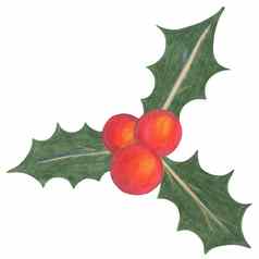 圣诞节红色的浆果绿色叶子画彩色的铅笔孤立的白色背景