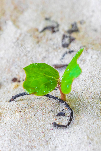 发芽幼苗种子早....<strong>荣耀</strong>山羊脚爬海滩花