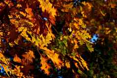 秋天橡木树红色的黄金黄色的叶子玩温暖的太阳