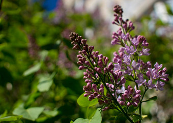 花背景淡紫色花春天花园