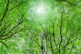 <strong>底</strong>视图树绿色叶子分支机构热带森林新鲜的<strong>环境</strong>公园绿色树给氧气夏天花园<strong>环境</strong>保护生态概念碳减少