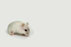 小白色仓鼠光背景婴儿仓鼠宠物
