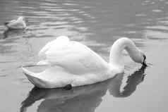 黑色的白色照片白色天鹅游泳池塘