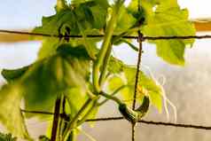 黄瓜幼苗日益增长的温室生态生态平衡农业种植农业场景小黄瓜温室关闭软焦点