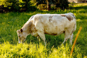 牛草地吃草农业户外美丽的景观太阳光动物农场阳光明媚的晚上令人惊异的天气美自然农村生活