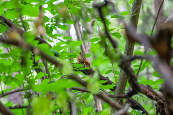 美丽的有趣的松鼠公园松鼠坐着分支树叶松鼠城市景观