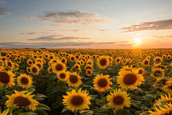 明亮的太阳温暖的彩色天空晚上发送光射线黄色的夏天场向日葵