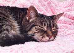 美丽的女虎斑猫粉红色的针织毯子首页可爱的国内宠物肖像