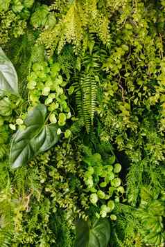 自然变形背景绿色植物概念自然植物