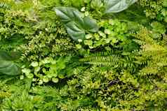自然变形背景绿色植物概念自然植物