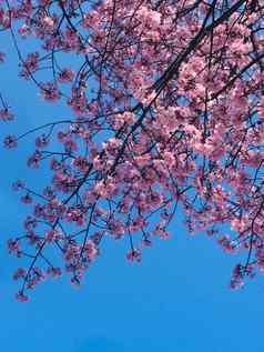 分支开花水果树精致的粉红色的颜色蓝色的背景清晰的天空