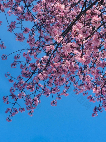 分支开花水果树<strong>精致</strong>的粉红色的颜色蓝色的背景清晰的天空