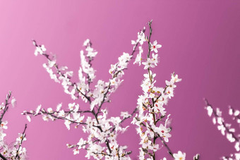 花摘要艺术粉红色的背景古董樱桃花布鲁姆自然背景奢侈品假期设计