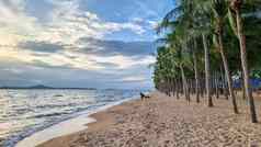 东滩海滩芭堤雅jomtien泰国棕榈树海滩日落