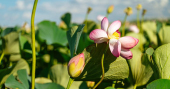 粉红色的<strong>莲花</strong>花摇摆风背景绿色叶子<strong>莲花</strong>场湖自然环境