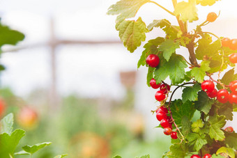 红色的醋栗射线明亮的阳光成熟的浆果种植转基因生物