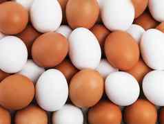 种类长棕色（的）白色集合棕色（的）白色鸡蛋