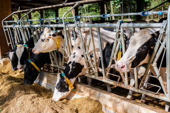牛吃有牛棚乳制品农场