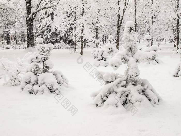 城市公园降雪树覆盖雪天气冬天