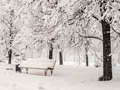 城市公园降雪树覆盖雪天气冬天