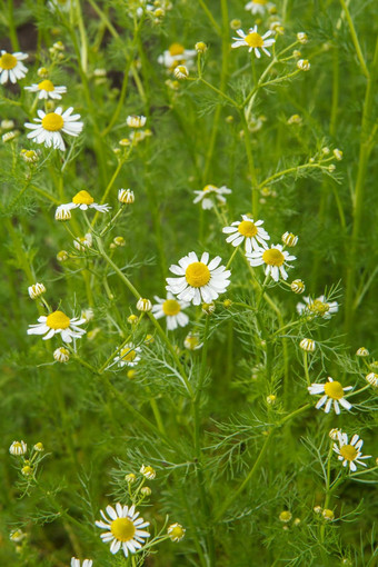 <strong>洋甘菊洋甘菊</strong>模糊花背景