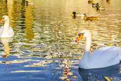 美丽的白色天鹅野鸭鸭子威悉河河不来梅港德国