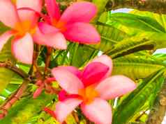 plumeria树布什粉红色的黄色的花墨西哥