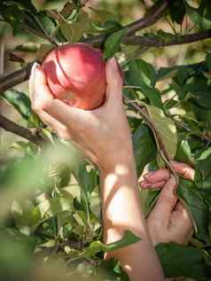 女人手挑选红色的成熟的苹果树