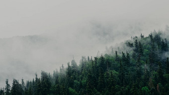 森林厚阴霾有雾的早期秋天早....平静背景放松美乌克兰自然概念多雾的喀尔巴阡山覆盖云杉树